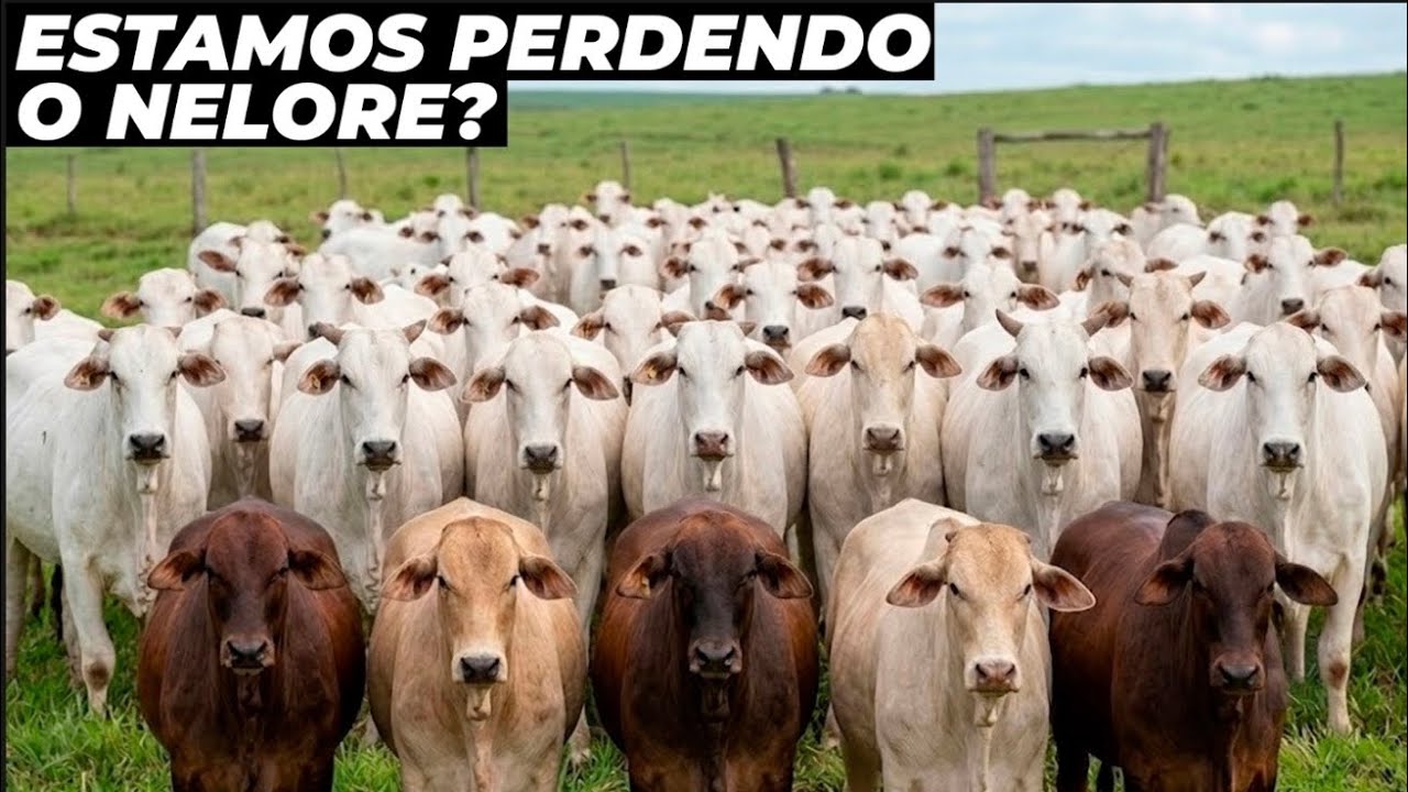 PORQUE O FUTURO DO NELORE PODE ESTAR EM RISCO?