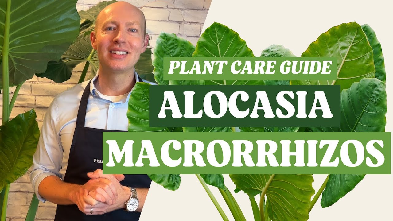 How to Care for Alocasia Macrorrhizos | Giant Taro Plant Care Guide
