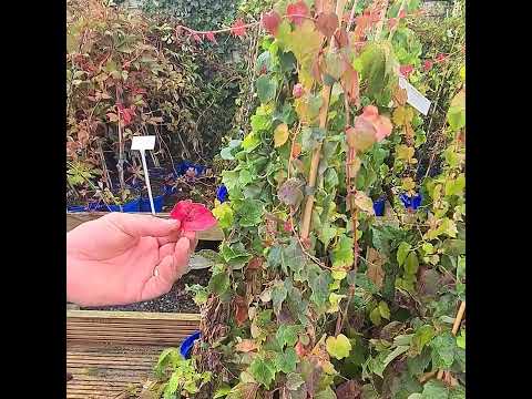 Parthenocissus t. veitchii, also known as Boston ivy @TurloughNursery  @turloughnursery2892