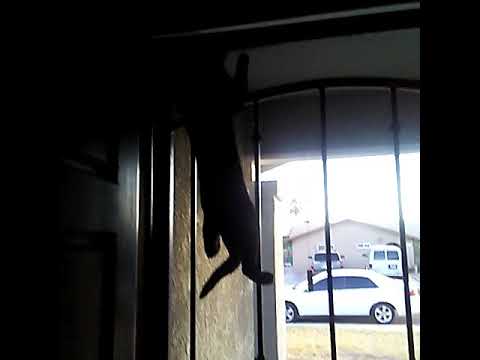 My cat climbing on screen door vine