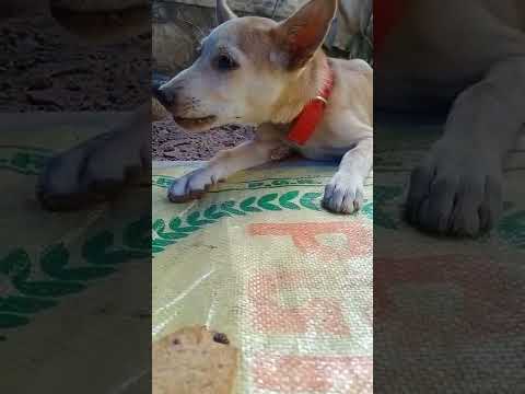 My Sweet Puppy -Lucky Eating Biscuits (Part 2)