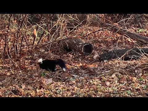 Retrieving and Releasing a Skunk in Martinsville, NJ