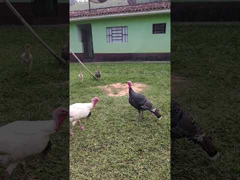 Aves en patio, gallinas, Angolas y pavos. Joanopolis, São Paulo, Brasil.