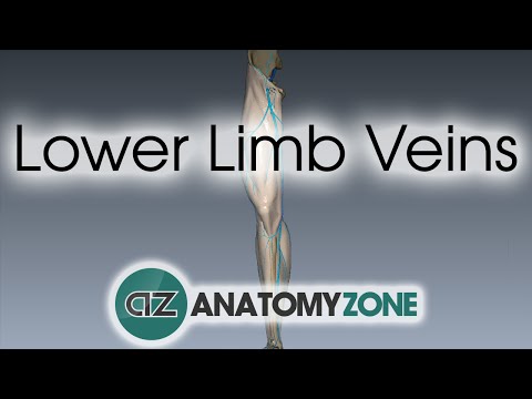 Lower Limb Veins