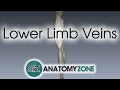 Lower Limb Veins Overview 3D Anatomy Tutorial
