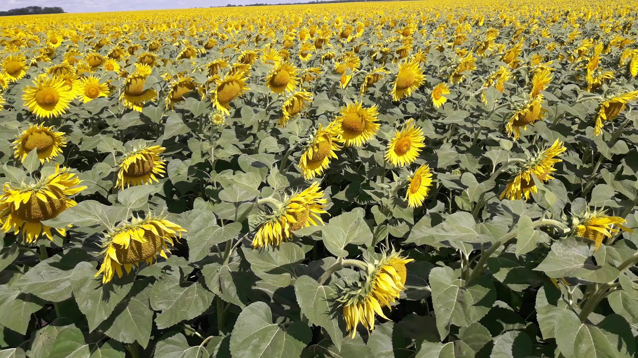 подсолнух бела