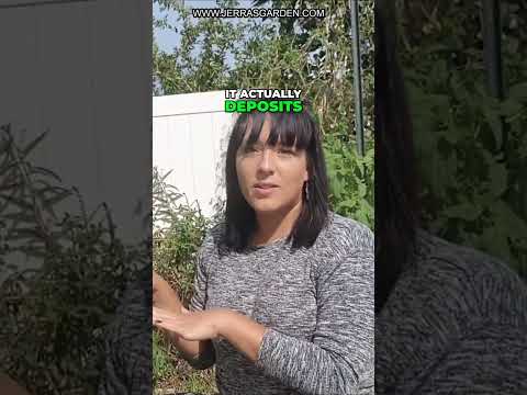 Tips for Controlling Diseases in Cucumbers: An Expert Guide