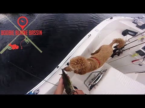 Massecum Bassin (W/ Fishing Dog)(center console)