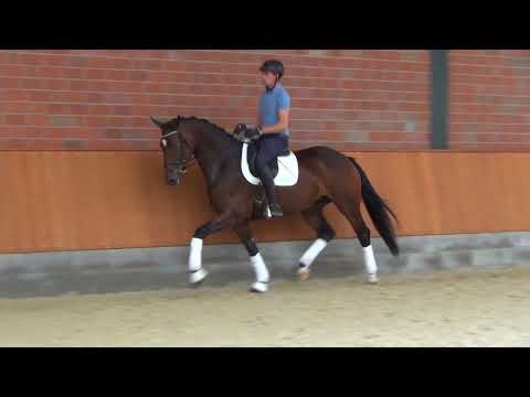 Hof Brüning - Zacklina v. Zack - Florestan, Stute, geb. 2014