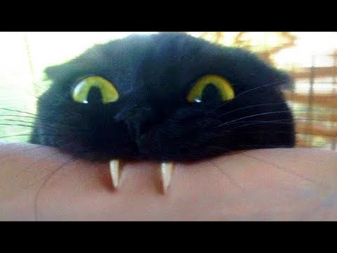 Pets That Will Make You Laugh In 15 Seconds