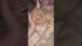 Спящий кот Мейн Кун