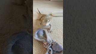 POV: one of the strongest relationships on the internet🦎🧦 #pet #lizard #beardeddragon#new #reptile
