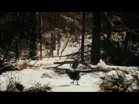 Bowerbirds - 