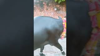 preview picture of video 'Murrah buffalo chandpur bijnor up'