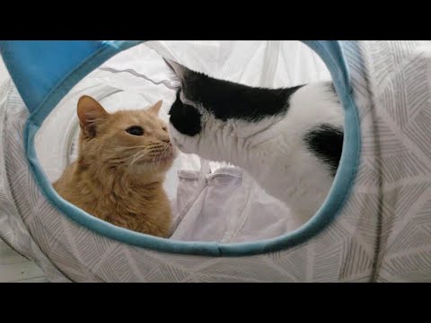 Kitten meet the Other Two Cats for the Very First Time