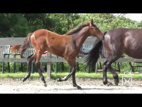 SL047 Hengstfohlen von Cascadello I - C-Indoctro - Caletto II