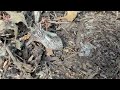 Big Ant Colony Underneath Rodent Bait Station in West Long Branch, NJ