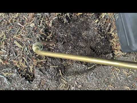 Big Ant Colony Underneath Rodent Bait Station in West Long Branch, NJ