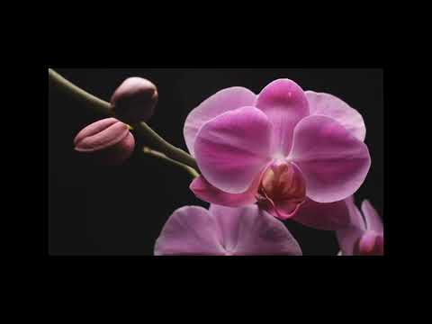 The Largest Flowers Collection In The World 8K Ultra HD 😇