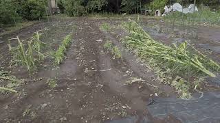 ［家庭菜園］22/06/08　 埼玉で起きた雹の被害報告［家庭菜園参考動画］[家庭菜園全滅]