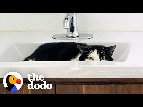 Cat Hides From Her Foster Mom For A Year — Then She Does This | The Dodo Faith = Restored