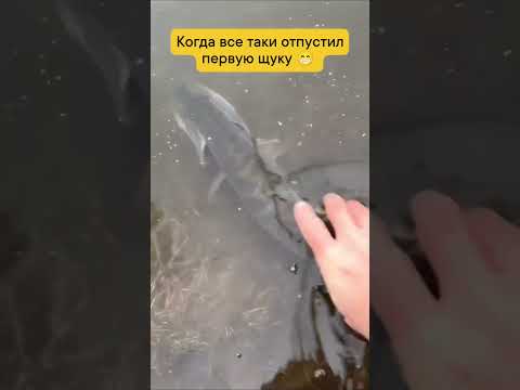 А вы отпускаете первую щуку? 😁 #рыбалка #щука #поймалотпусти