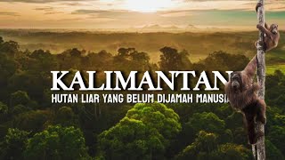Download lagu The Life of Orangutans in the Wild Forests of Borneo – Silent Trails and Jungle Symphony. mp3