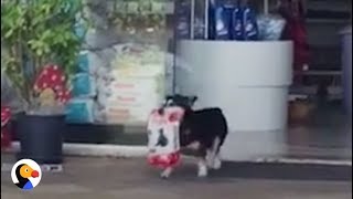 Dog Walks To Pet Store, Brings Treats Home BY HIMSELF | The Dodo