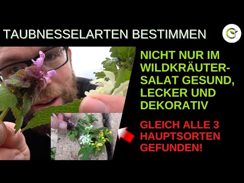 Die Taubnessel als Heilkraut - Eine essbare und gesunde Wildpflanze mit wertvollen Inhaltsstoffen