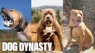 RIP The Fallen Legends Of DDK9s | DOG DYNASTY by Barcroft Animals