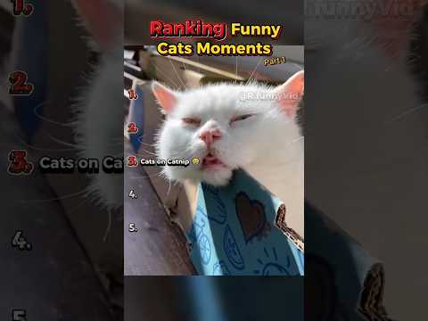 Quand l'herbe à chat frappe trop fort | classement des moments drôles de chats