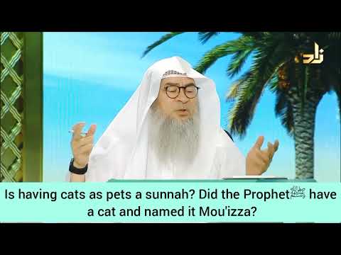 Did Prophet have a cat named Muezza? Is having cats as pets a sunnah? - Assim al hakeem