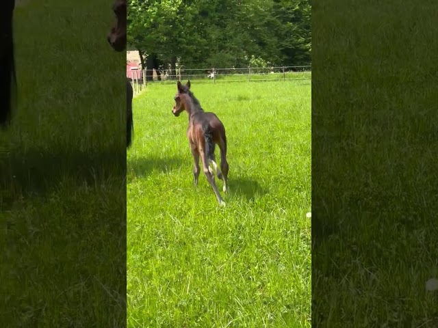 Yegua de ganadería Hannoveriano En venta 2019 Bayo moreno por CONTENDRO I