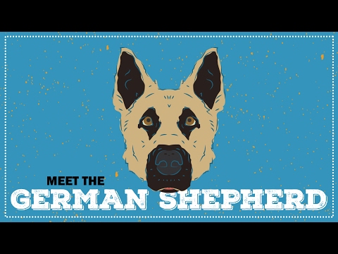 German Shepherd | CKC Breed Facts & Profile