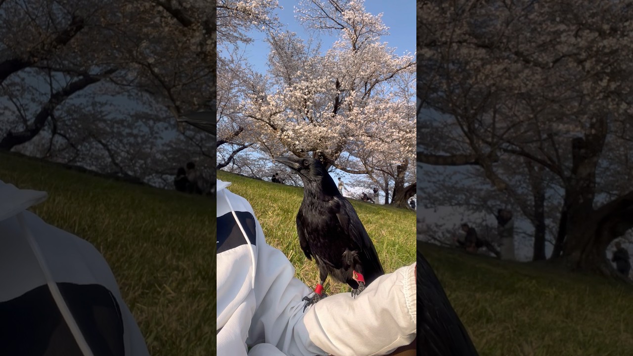 [カラスとお花見]  #shorts  #birds #カラス #crow
