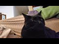 Cats Tripping Out To Pink Floyd