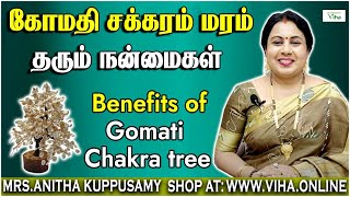 Gomati Chakra Tree - 300 pcs video
