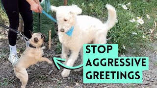 The Best Way for Dogs to Greet Each Other
