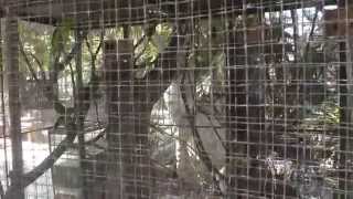 preview picture of video 'Vernal Hanging-Parrot (Loriculus vernalis), Suan Nok Bird Park, Bang Sai'