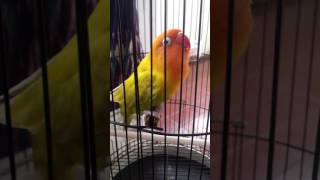 Download lagu Lovebird isian kapas tembak TB greenteam mp3