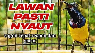 Download lagu Suara Sogon Jantan Pancingan Lawan Male Sunbird Challenging Sound mp3