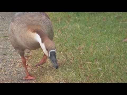 Swan Goose (Anser Cygnoides) at Poole Park
