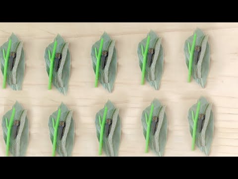 園芸 ブーケガルニ