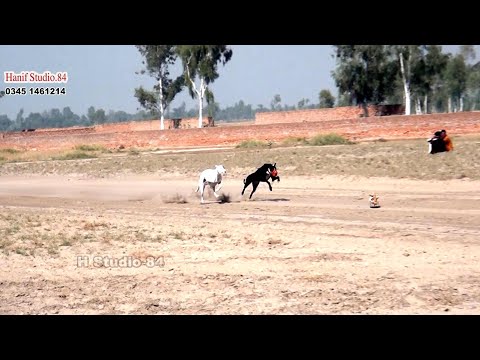 9 Nov 2025 round 3 Ahbab club chAk 82 Sargodha 