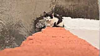 Diário de Imagens 01.11.2010