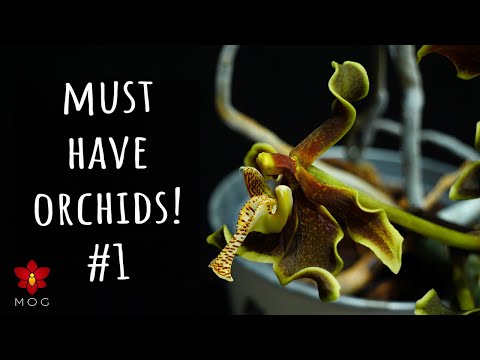10 Amazing Orchids you should have! #1 - Moth Orchids, Coconut Orchid & more!