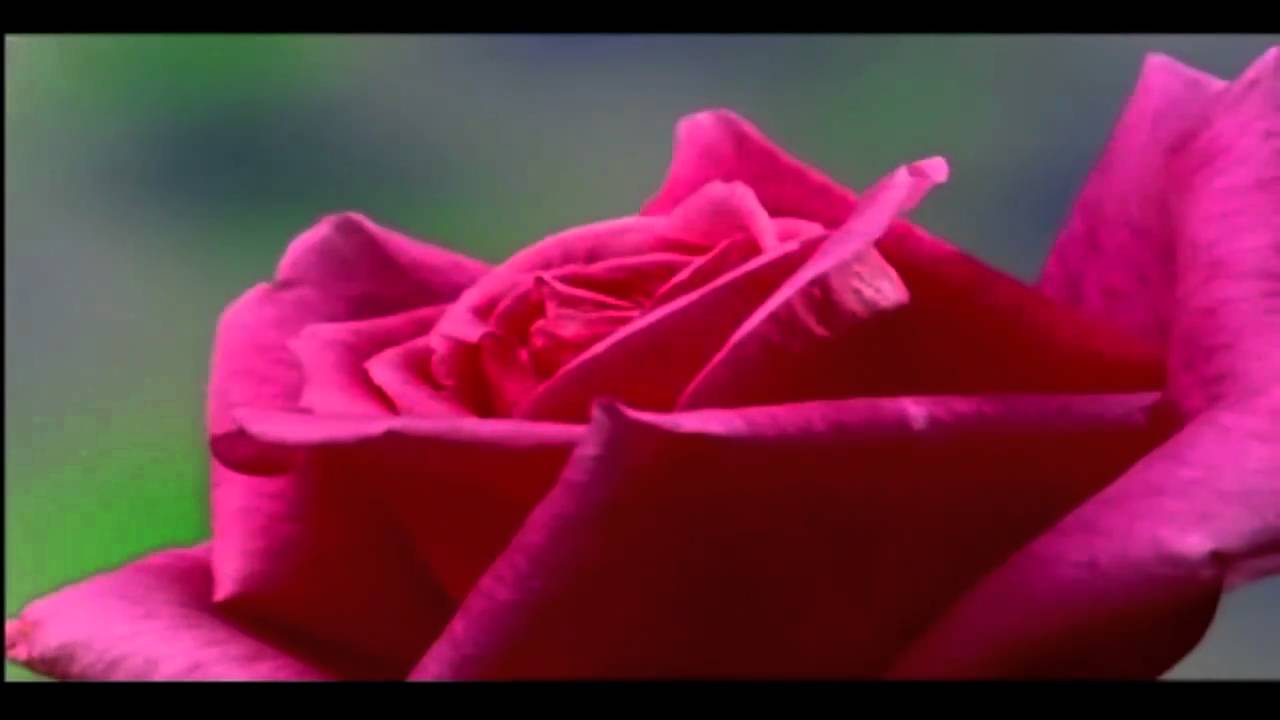 Flower Time Lapse video by Luka van