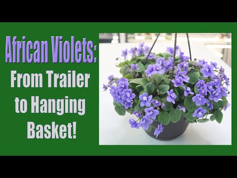 African Violets: From Trailing African Violet to Hanging Basket | Before and After