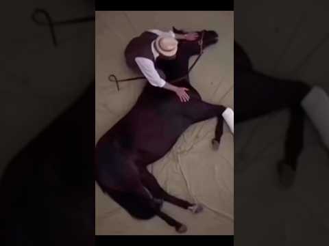 Poor baby Ruffie 😭 #ruffian#horse#horseracing#racehorse