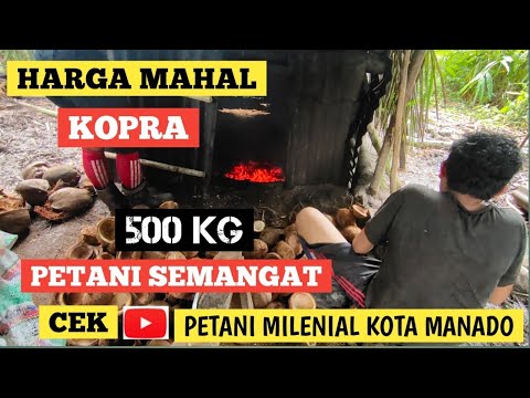 harga kopra sulut MAHAL PETANI KELAPA UNTUNG BANYAK